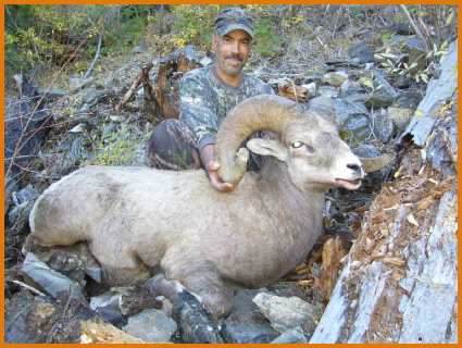 Sheep & Predators