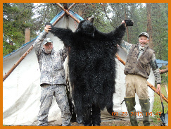 Bear, Wolf & Mountain Lion