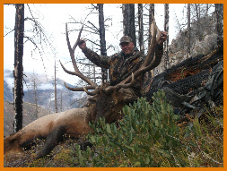Elk & Deer